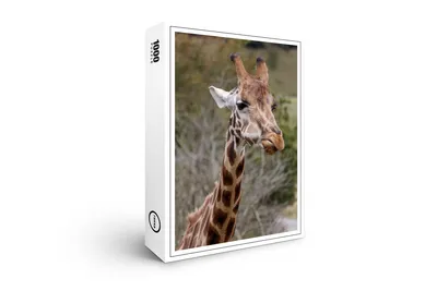 Produktbild von raxxa Premium-Puzzle "Giraffe", 1000 Teile