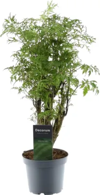 Zdjęcie produktu dla Polyscias Hawaiiana Ming 45cm - srednica 12cm - roslina doniczkowa o gestym