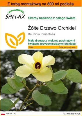 Zdjęcie produktu dla SAFLAX - Garden in the bag - Żółte Drzewo Orchidei - 30 Nasiona - Z podłożem uprawowym w praktycznej, samorozkładającej się torbie - Bauhinia tomentosa