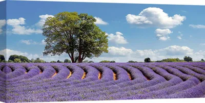 Produktbild von Leinwandbilder - Lavendelfelder in der Provence, Frankreich - 100x50 cm