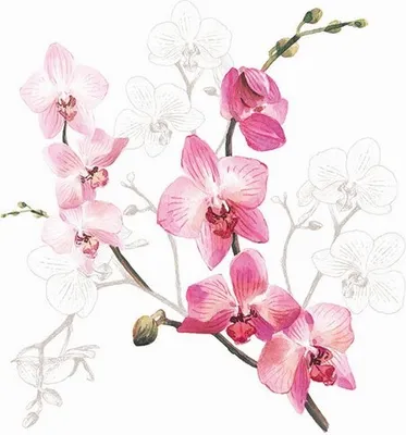 Produktbild von 20 Servietten Orchid - Orchideenzweig 33x33cm