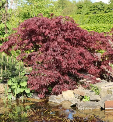 Produktbild von Fächerahorn ´ORNATUM´ 60-70 cm, Cont. 3 l