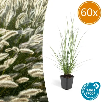 Produktbild von Pennisetum alopecuroides 'Hameln' | 60 Stücke - 10-25cm - Ø9cm - Gartenpflanze