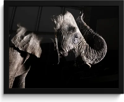 Produktbild von MuchoWow® MuchoWow® Gerahmtes Poster Elefant - Schwarz - Tiere - Natur 40x30 cm - Poster mit zchwarzem Bilderrahmen - Kunstposter - Wanddekorationen