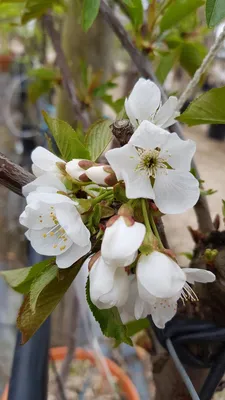 Image de Prunus avium (De semis) / Merisier