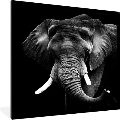 Produktbild von MuchoWow® Gerahmtes Poster Elefant - Zähne - Schwarz - Weiß 40x40 cm - Poster mit Schwarzem Bilderrahmen Wandposter Rahmen Foto Bilder - Mit Rahmen - Wanddekoration Schlafzimmer