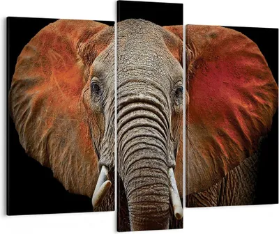 Produktbild von Bild auf Leinwand - Leinwandbild - 3 Teile - Elefant Rot Ohren - 95x80cm - Wand Bild - Wanddeko - Wandbilder - Leinwanddruck - Bilder - Wanddekoration - Leinwand bilder - Wandbild - CB95x80-4237