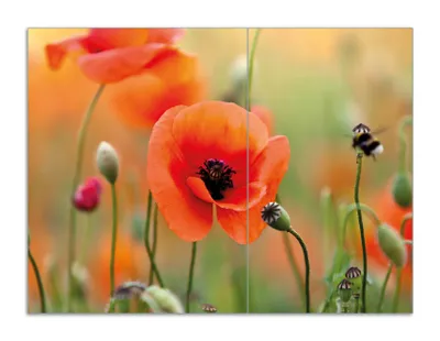 Produktbild von Wallario Herdabdeckplatte aus Glas, Größe 70 x 52 cm 2-teilig, Motiv Mohnblumenblüten