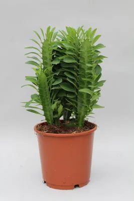 Zdjęcie produktu dla Euphorbia Trigona - wilczomlecz, roslina doniczkowa, srednica 12cm, wysokosc