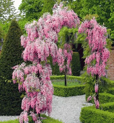 Produktbild von Blauregen ´ROSEA´ 50-60 cm, Cont. 1,6 l, Pflanze mit Rankhilfen