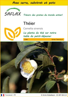 Image de SAFLAX Ensemble de culture - Théier - 6 graines - Camellia