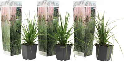 Produktbild von Pampová tráva - 3 ks. - Cortaderia selloana - Výška 25-40cm - ⌀9cm