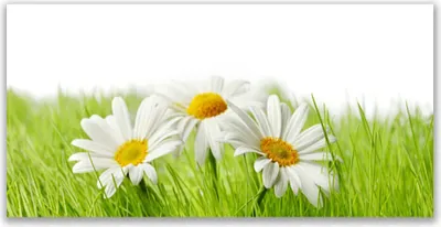 Produktbild von Glasbilder 140x70 Wandbild Druck auf Glas Gras Gänseblümchen Pflanzen