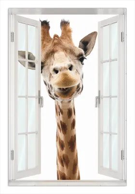 Produktbild von Wallario Wandbild mit Fenster-Illusion: Giraffenkopf, Größe: 61 x 91,5 cm, Poster mit rahmenlosen Bildhalter