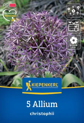 Produktbild von Kiepenkerl Zierlauch A. christophii 5 Zwiebeln