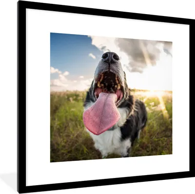 Produktbild von MuchoWow® MuchoWow® Gerahmtes Poster Nahaufnahme Border Collie 40x40 cm - Poster mit zchwarzem Bilderrahmen - Poster - Plakat im Rahmen