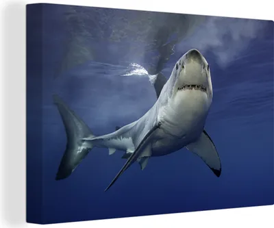 Produktbild von MuchoWow® - Leinwandbilder - Weißer Hai, Wandbild, Wanddeko Bilder Wohnzimmer, 30x20 cm