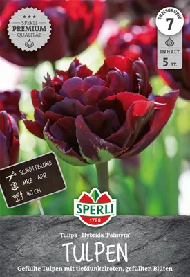 Produktbild von SPERLI Premium Gefüllte Frühe Tulpe Palmyra Tulipa hybrids 5 Zwiebeln