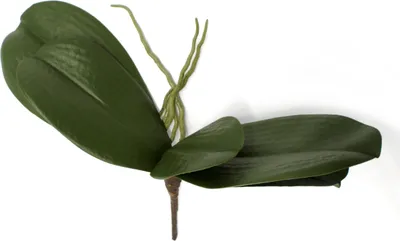 Produktbild von Orchideen-Zweig mit 5 Blättern und Luftwurzel 1 Stück