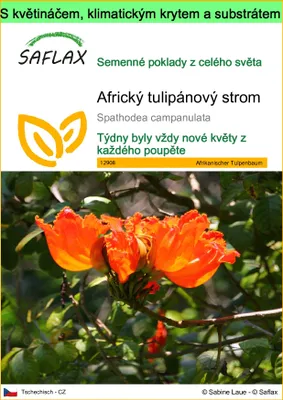 Obrázek produktu pro SAFLAX Garden to go - Africký tulipánový strom - Spathodea campanulata - 30 Semena - S květináčem, klimatickou poklicí a pěstebním substrátem