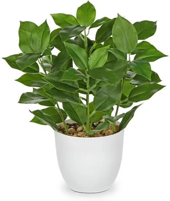 Imagen del producto de Pequeña planta de ficus decorativa en maceta, ideal para colocar en el alféizar de la ventana