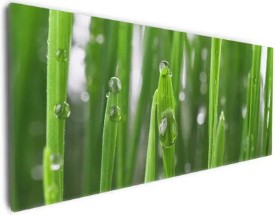Produktbild von Wallario Premium Leinwandbild Wassertropfen an Grashalmen in Größe 30 x 75 cm
