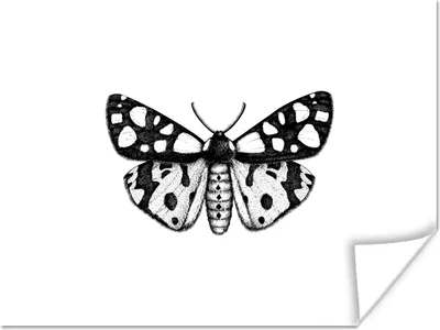 Produktbild von MuchoWow® Poster Schmetterling - Vintage - Schwarz und weiß 120x90 cm - Wandbild