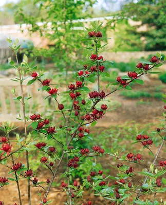Produktbild von Calycanthus floridus, Gewürzstrauch, aromatisch, 60–80 cm