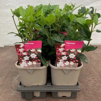 Zdjęcie produktu dla Viburnum Tinus - Laurel Snowball 30-40 cm P9, Zimozielony krzew ozdobny, Odporny na mróz, Idealny do ogrodów i ogrodów