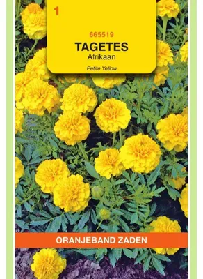 Imagen del producto de Oranjeband Tagetes patula nana Petite Yellow - 1 paquete de semillas
