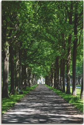 Produktbild von ARTland Leinwandbild Allee in der Karlsaue in Kassel Größe: 60x90 cm