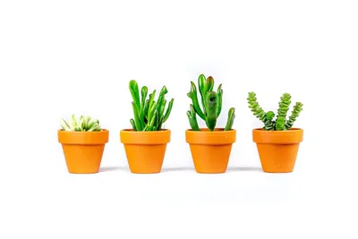 Obrázok produktu pre Gardners Crassula mix, priemer 8,5 cm