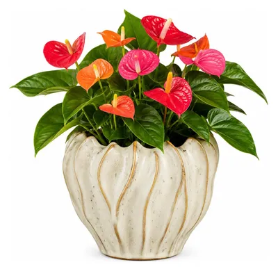 Produktbild von Mica Decorations Pflanzen/Blumentopf Thom - cremefarben - Keramik - 15 x 19 cm