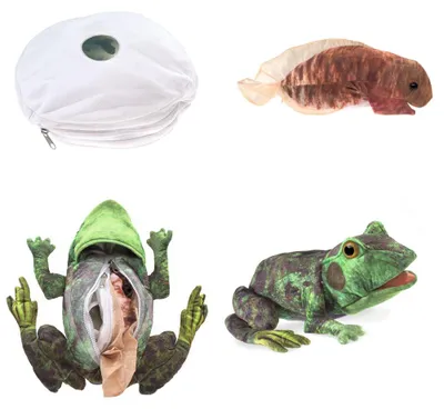 Produktbild von Folkmanis Handpuppe Metamorphose Frosch 3115