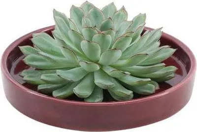 Produktbild von Echeveria Pulidonis Rootless Ø20cm ↕5cm Rote Keramikschale Tischdeko