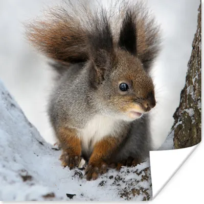 Produktbild von MuchoWow® Poster Eichhörnchen - Tier - Baum - Winter 75x75 cm - Wand Dekoration