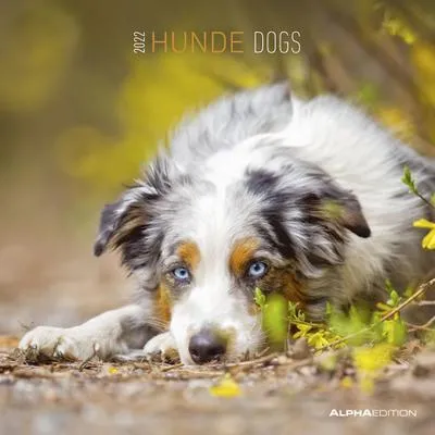 Produktbild von Hunde 2022 - Broschürenkalender 30x30 cm