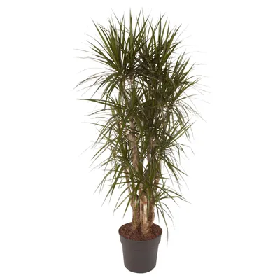Obrázek produktu pro Dračí strom - Dracaena Marginata - pokojová rostlina - 160cm - ø34cm