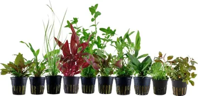 Produktbild von Pflanzen Set für 80l Aquarien mit 10 Topf Aquarium Wasserpflanzen AquaOne Nr.137