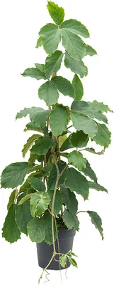 Obrázok produktu pre Nieuwkoop Europe BV Tetrastigma voinierianum, priemer 24 cm