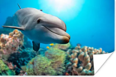 Produktbild von MuchoWow® Poster Delfin - Meer - Koralle 60x40 cm - Schlafzimmerdekoration