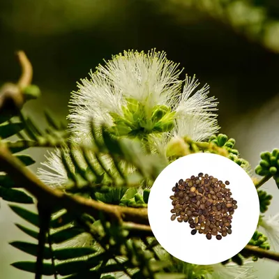 Obrázok produktu pre Semená Albizia Odoratissima - balenie 50 ks - Exotické semená - Rýchlorastúca - Albízia najvoňavejšia (čierna)