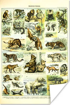 Produktbild von MuchoWow® Poster Tiere - Affe - Bären 60x90 cm - Wanddekoration