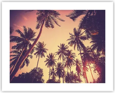Produktbild von Poster - Poster ohne Rahmen - Palmen Himmel Sonne - 50x40 cm - Wand Bild - Wanddeko - Wandbilder - Kunstposter - Wandposter - Bilder - Kunstdruck - Wanddekoration - Wandbild - P2XAA50x40-4220