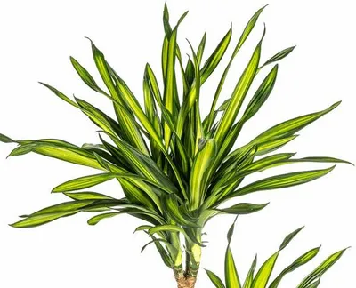 Produktbild von Dracaena deremensis Rikki Drachenbaum 130-150cm 24cm Zimmerpflanze pflegeleicht
