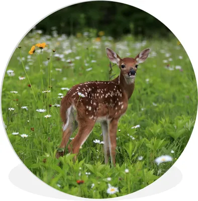 Produktbild von MuchoWow® Rundes Wandbild - Runde Bilder Hirsche - Blumen - Wald Ø 90 cm Kreis Wanddekoration Kunststoff - Wandkreis - Wandschmuck - Wand-Kreis - Wohnzimmer - Bild - Runde - Wanddeko - Dibond - Kunstdrucke