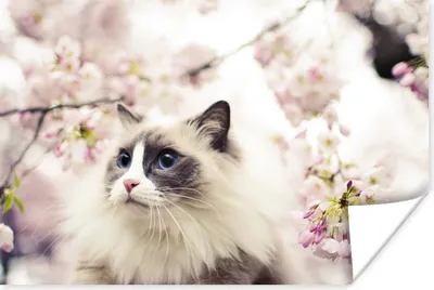 Produktbild von MuchoWow® Poster Sakura - Katze - Farben 60x40 cm - Schlafzimmerdekoration