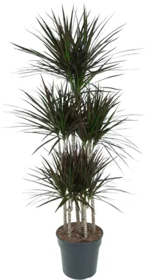 Produktbild von Drachenbaum - Dracaena marginata "Magenta" - Karussel - ca. 150cm hoch