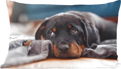 Produktbild von MuchoWow® Zierkissen Sofakissen Wohnzimmer Dekokissen 50x30 cm Niedlicher Rottweiler-Welpe liegt auf dem Boden - Wohnzimmerdekoration - Polster mit Photo