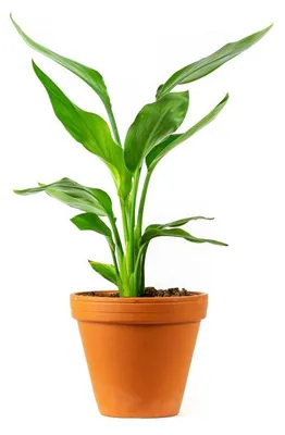 Obrázok produktu pre Gardners Strelitzia reginae, priemer 12 cm